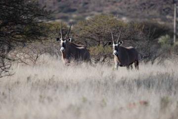 Kalahari Desert Plains Game Hunt 4