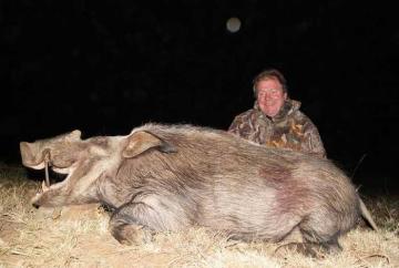 Bushpig Hunt on Bait in South Africa 2