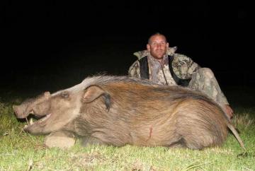 Bushpig Hunt on Bait in South Africa 4