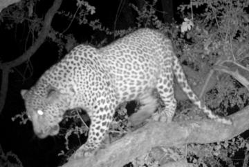 Discount Leopard hunt in Zimbabwe