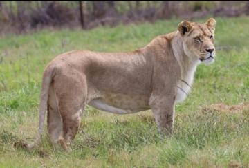 lioness African dangerous game