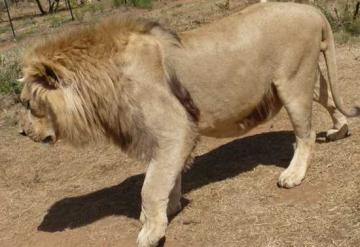 South Africa Buffalo Hunt 3