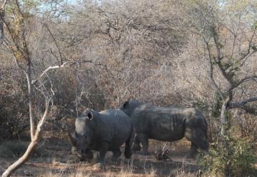 Hunt for Rhinoceros in South Africa 2
