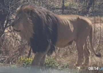Trophy Lion Hunting Safari in South Africa 2