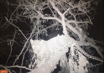 Leopard on the bait