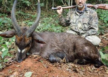 Dwarf Buffalo Hunt in Cameroon 15