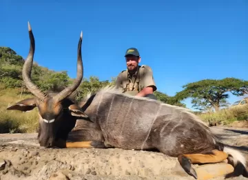 Nyala hunting in south Africa