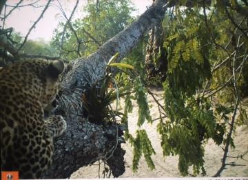 Selous Reserve in the tree