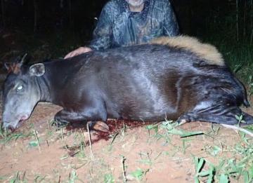 Dwarf Buffalo Hunt in Cameroon 12
