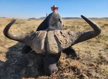free range buffalo hunt in kwazulu-natal