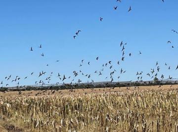Wing Shooting and Plains Game Combo Hunt 4