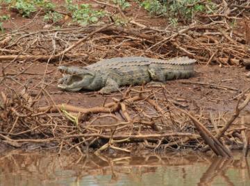 Side view of trophy crocodile