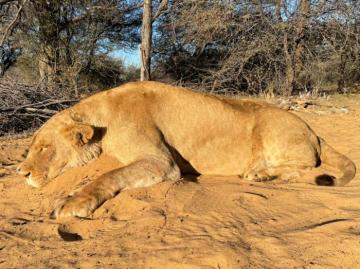 South Africa Spot & Stalk Lioness Hunting Safari 12
