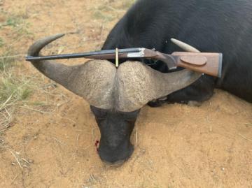 Trophy Cape Buffalo in South Africa