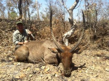Savanna Waterbuck in Cameroon