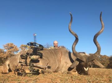 Big archery kudu