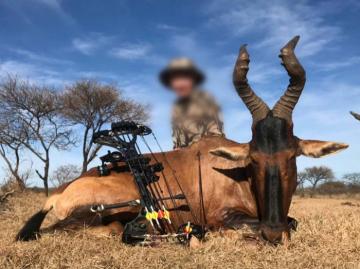 Red Hartebeest Bow Hunt in Africa