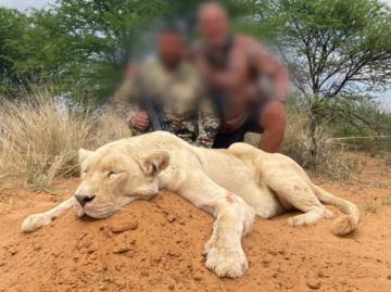 Kalahari Desert Lion Hunt