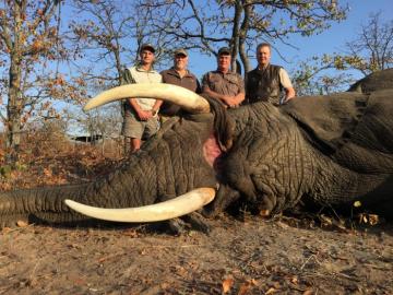 rifle hunt dangerous game in africa