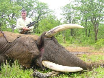 giant trophy elephant hunt