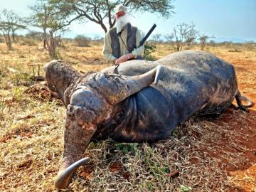 Free Range Cape Buffalo Hunt in South Africa