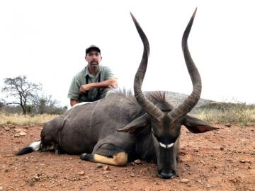 Free Range Nyala trophy in South Africa