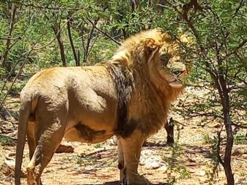 Trophy Lion Hunting Safari in South Africa 6