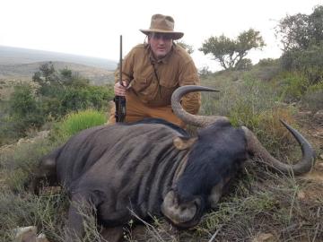 Affordable Blue Wildebeest Trophy