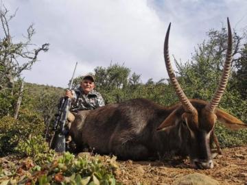 Highly Discounted Trophy waterbuck