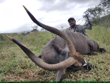 South africa free range Nyala trophy