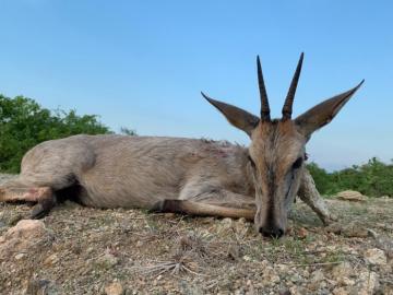 Free range Common Duiker bowhunt