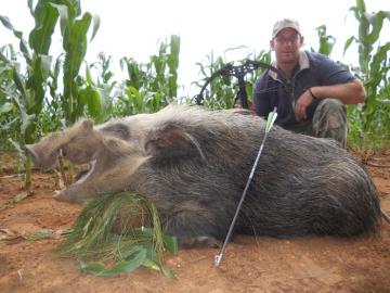 south africa bow hunt bushpig