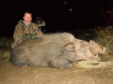south africa free range bushpig