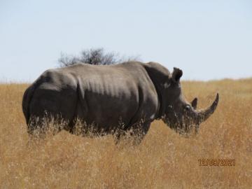 Hunt for Rhinoceros in South Africa 3