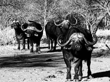 Cape buffalo