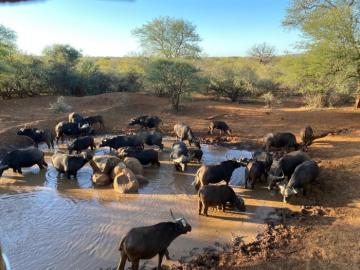 Cape buffalo at the waterhole