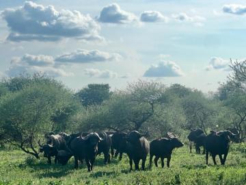 Herd of Cape buffalo cows