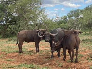 Cape buffalo cows