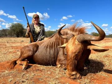 Trophy Golden Wildebeestr