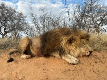 Lion Hunt in the Kalahari Desert 3