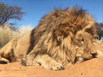 Lion Hunt in the Kalahari Desert 2