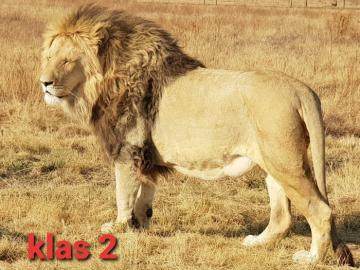 Lion Hunt in the Kalahari Desert 5