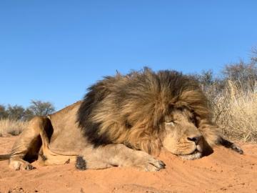 Lion Hunt in the Kalahari Desert 4