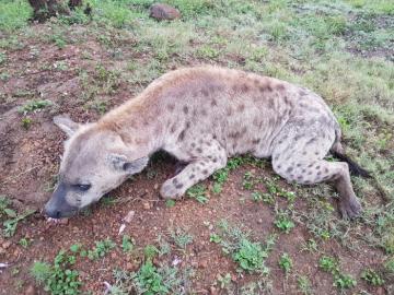 Spotted Hyena Trophy in Limpopo