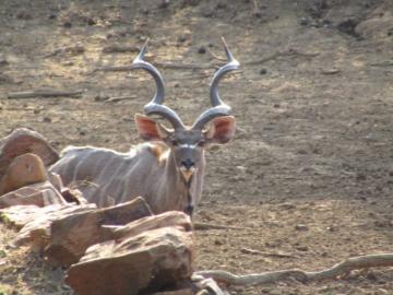 South Africa Spiral Horn Slam Trophy Photo 14