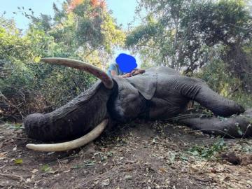 Elephant Hunt in Zimbabwe 2