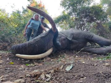 Elephant Hunt in Zimbabwe 6