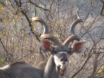 Deep Cturl Kudu Bull
