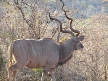 Big Limpopo Kudu