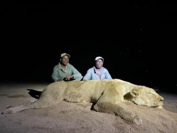 free range lioness hunt in zimbabwe